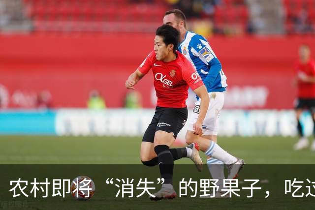 农村即将“消失”的野果子，吃过4种正常，全吃过的说明您真老了